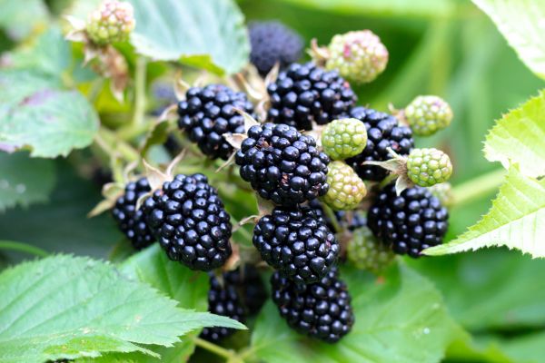 Blackberry Bush Removal in Cheyenne