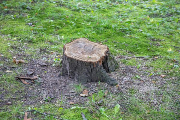 Bush Stump Removal in Cheyenne