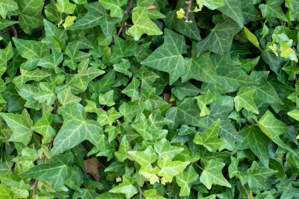 Cost of English Ivy Removal in Cheyenne