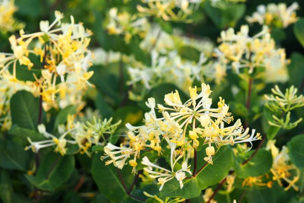 Cost of Honeysuckle Removal in Cheyenne