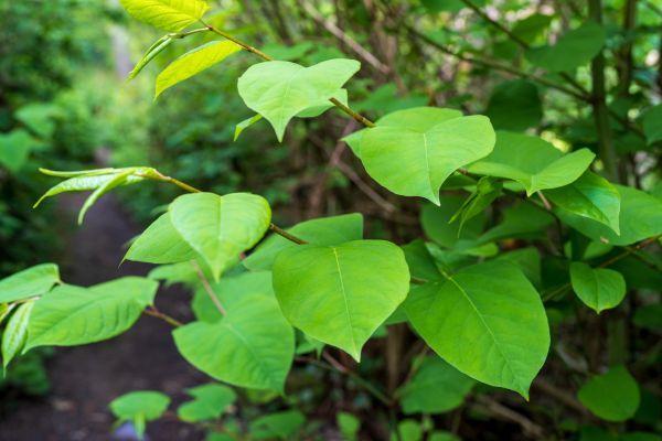 Cost of Invasive Plant Removal in Cheyenne