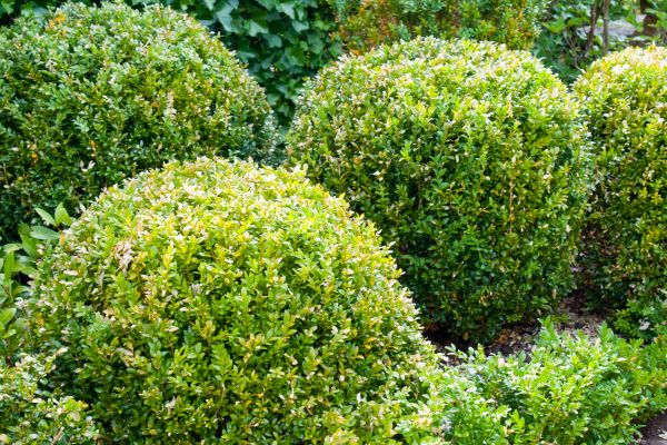 Cost of Landscape Trimming Service in Cheyenne