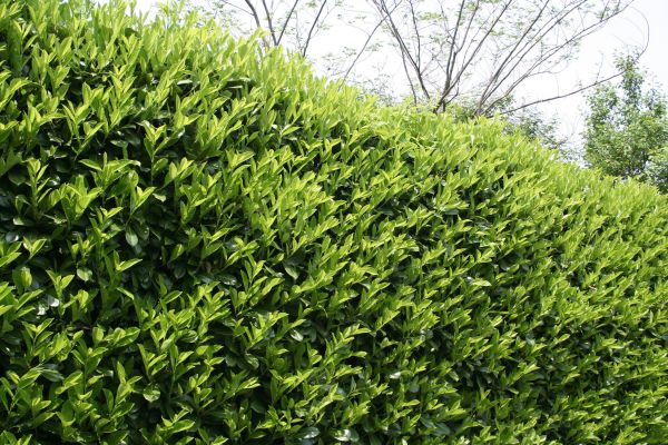 Cost of Laurel Removal in Cheyenne