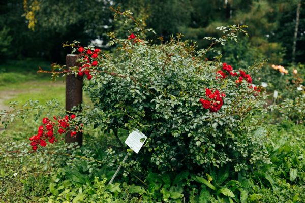 Cost of Rose Bush Removal in Cheyenne