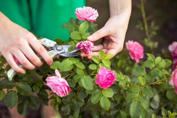 Rose Trimming in Cheyenne