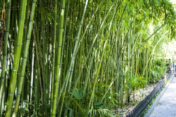 Cost of Bamboo Root Removal in Cheyenne