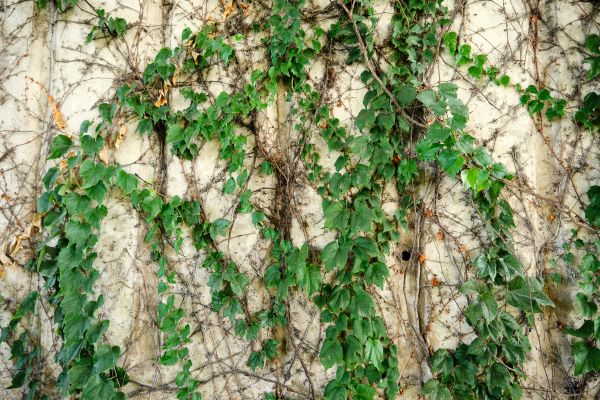 Cost of Vine Removal Service in Cheyenne