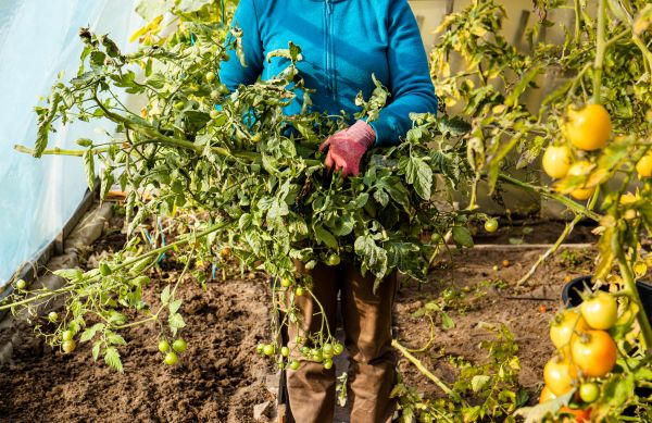 Cost of Garden Plant Removal in Cheyenne