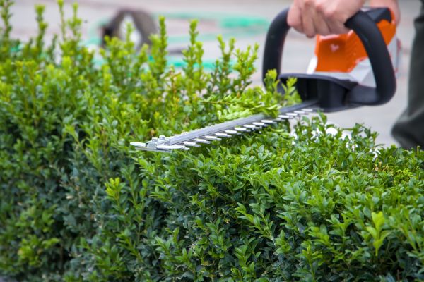 Hedge Shearing in Cheyenne
