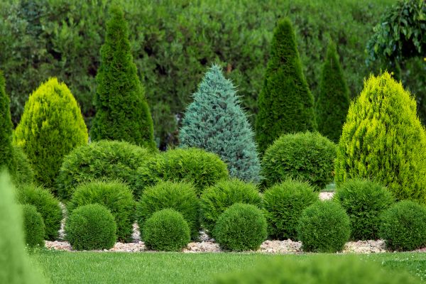 Shrub Shaping in Cheyenne
