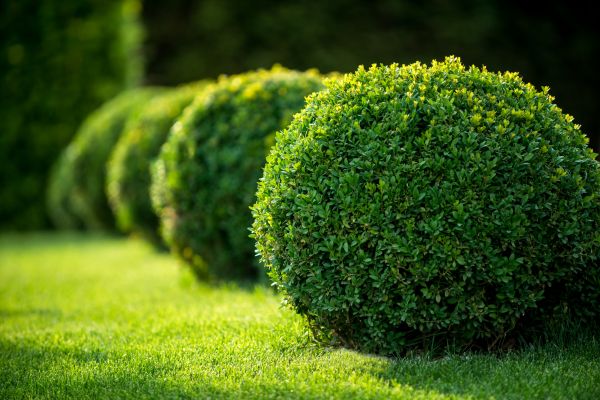 Cost of Bush Pruning in Cheyenne