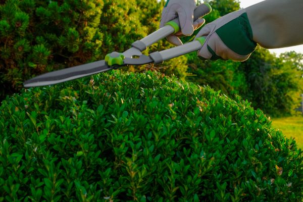 Cost of Topiary Shearing in Cheyenne