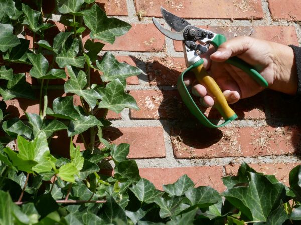 Cost of Ivy Removal Service in Cheyenne