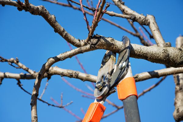Cost of Selective Pruning in Cheyenne