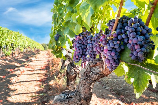 Cost of Grapevine Pruning in Cheyenne