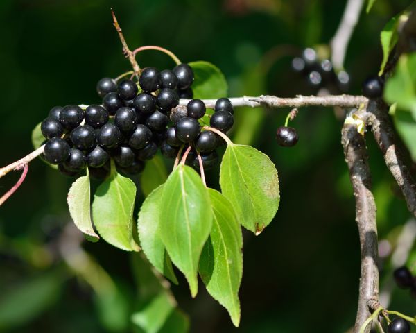 Buckthorn Removal in Cheyenne