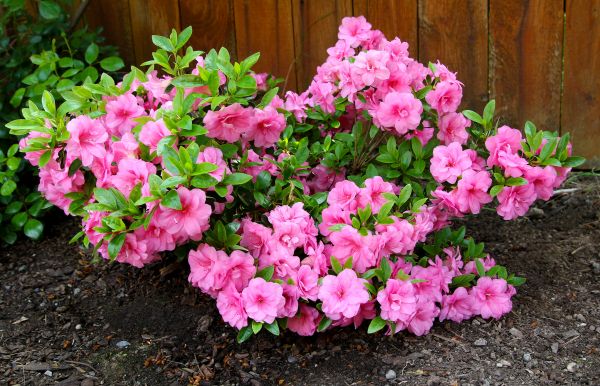 Cost of Azaleas Removal in Cheyenne