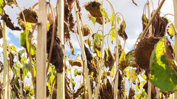 Cost of Dead Plant Removal in Cheyenne