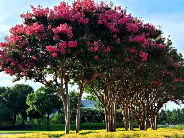 Cost of Crepe Myrtle Pruning in Cheyenne