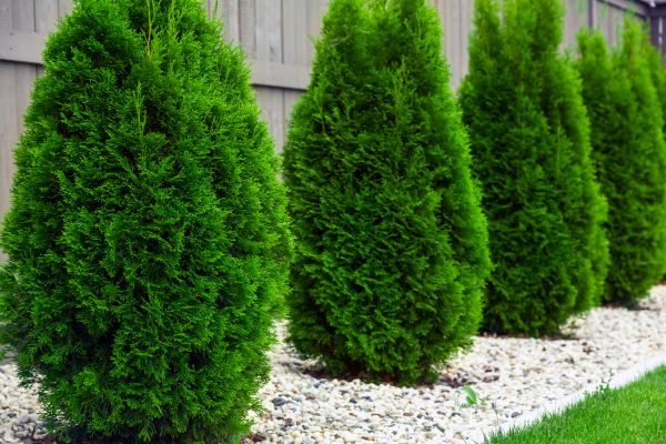 Arborvitae Pruning in Cheyenne