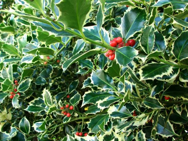 Holly Bushes Trimming in Cheyenne