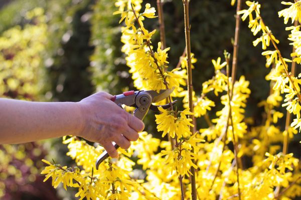 Forsythia Pruning in Cheyenne