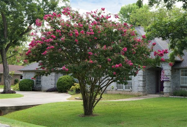 Crepe Myrtle Trimming in Cheyenne
