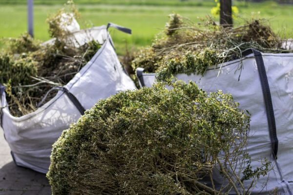 Cost of Shrubs Removal in Cheyenne