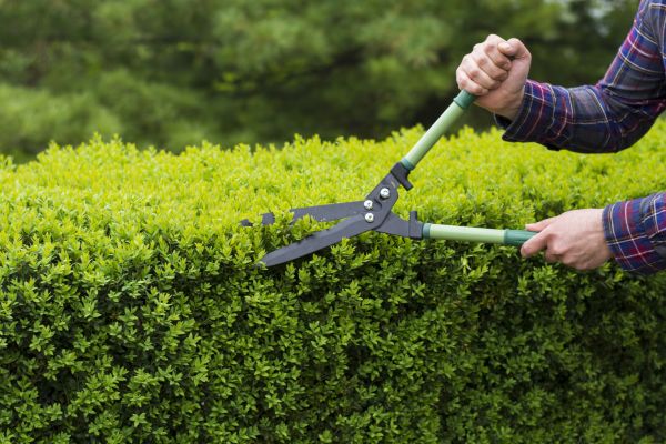 Cost of Evergreen Shrub Pruning in Cheyenne