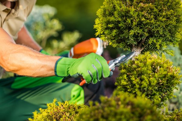 Cost of Landscape Pruning Service in Cheyenne