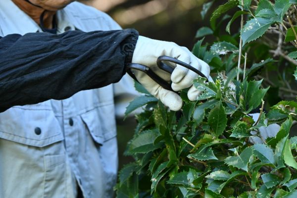 Holly Pruning in Cheyenne