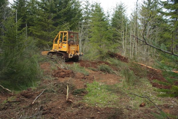 Cost of Shrubbery Clearing in Cheyenne