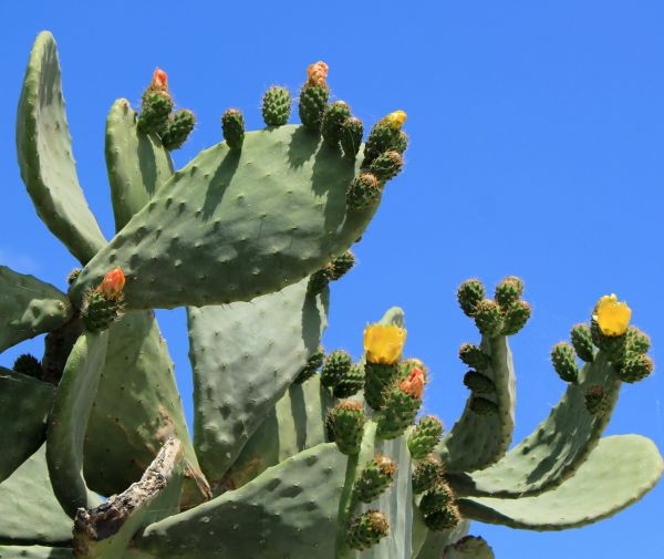 Cost of Cactus Removal in Cheyenne