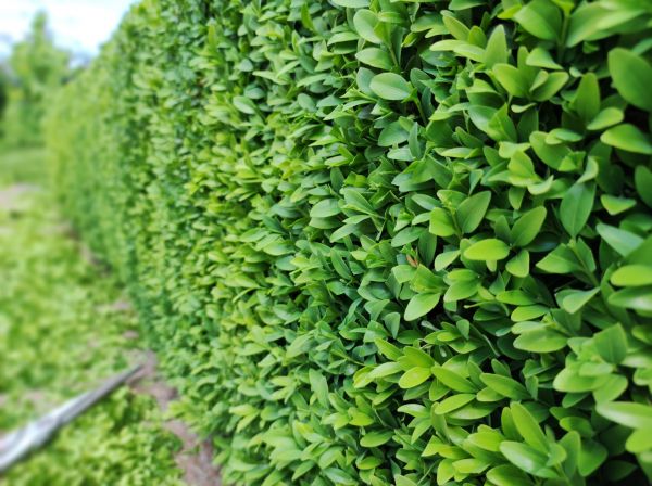 Cost of Boxwood Pruning in Cheyenne