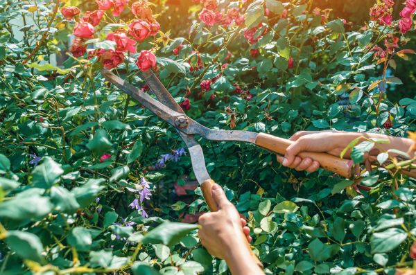 Knockout Roses Pruning in Cheyenne