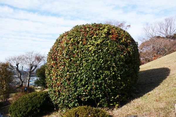 Holly Shrub Pruning in Cheyenne