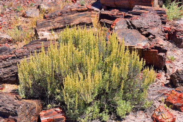 Cost of Sagebrush Removal in Cheyenne