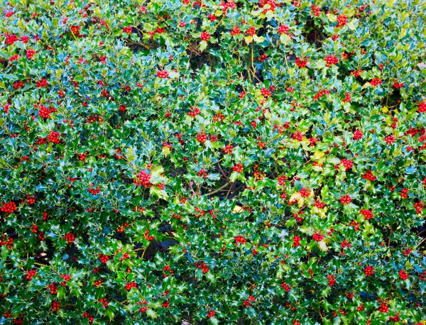 Cost of Holly Bush Removal in Cheyenne
