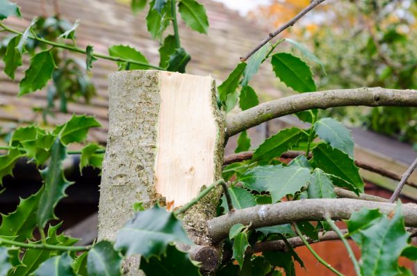 Cost of Holly Tree Removal in Cheyenne