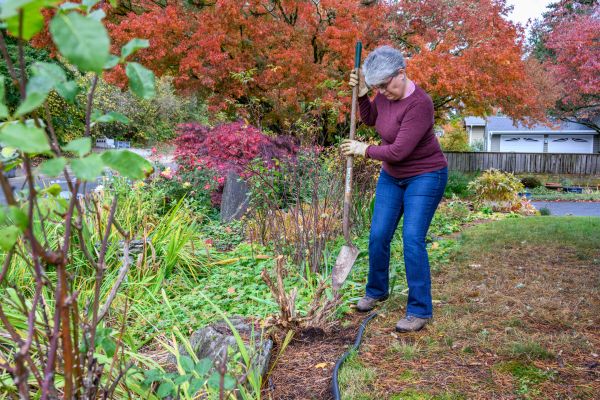 Cost of Dead Bush Removal in Cheyenne