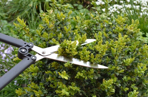 Cost of Boxwood Trimming in Cheyenne