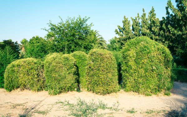 Cost of Bamboo Hedge Removal in Cheyenne