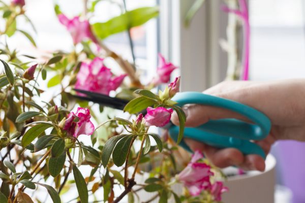 Azalea Pruning in Cheyenne