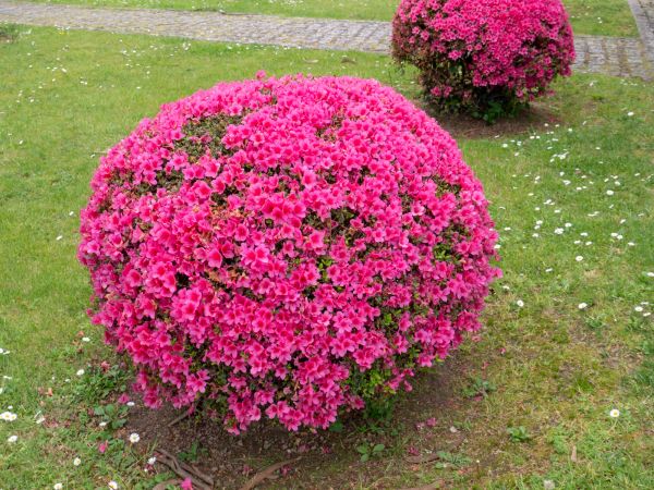 Rhododendron Pruning in Cheyenne