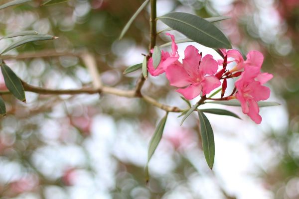 Cost of Oleander Removal in Cheyenne