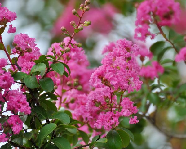 Cost of Crepe Myrtle Removal in Cheyenne
