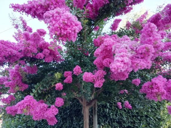 Crape Myrtle Pruning in Cheyenne