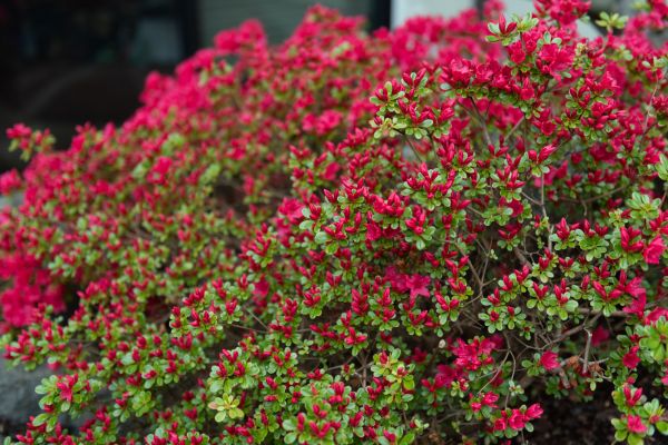 Cost of Weigela Removal Service in Cheyenne