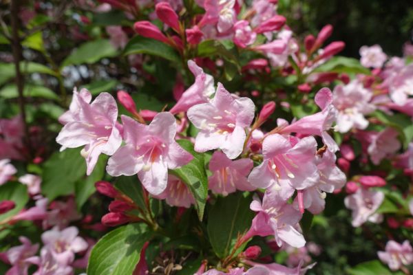 Cost of Weigela Pruning Service in Cheyenne