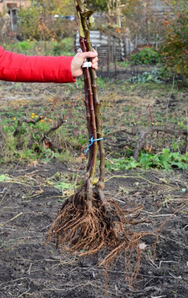Cost of Shrub Root Removal in Cheyenne